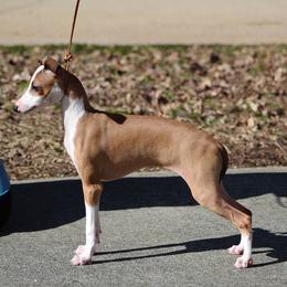 Italian Greyhound Puppies from Macabre Italian Greyhounds