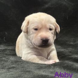 Abby - Yellow female Labrador Retriever puppy in Tigard, Oregon from Morrison Labrador Retreivers