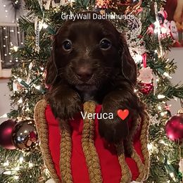 Veruca-AKC Full - Chocolate and tan female Dachshund puppy in Bates City, Missouri from Gray Wall Dachshunds