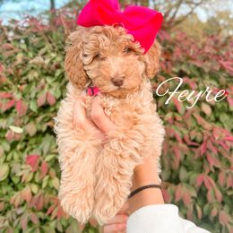 Feyre - Chocolate female Goldendoodle puppy in Middletown, Ohio from Lady Doodle Farm