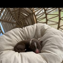 Cocoa - Red tri-color male Australian Shepherd puppy in Grants Pass, Oregon from Carmel Mountain Aussies