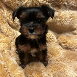 Holly Berry - Black and tan female Yorkshire Terrier puppy in Coeur D Alene, Idaho from Cozy Coeur Yorkies