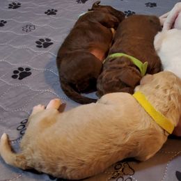 Lagotto Romagnolo Puppies from Flying Curls Lagotto Romagnolo