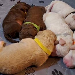 Lagotto Romagnolo Puppies from Flying Curls Lagotto Romagnolo