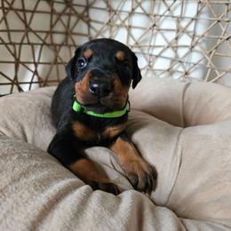 Nova (green) - Black and rust female Doberman Pinscher puppy in Hamilton, Ohio from Little Dragon Dobermans