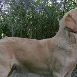 Dilute Retrievers and Labrador Retrievers from Jobs Peak Labradors