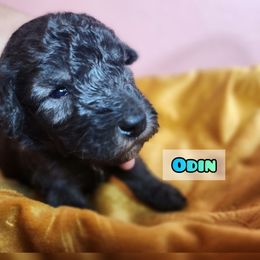Bedlington Terrier Puppies from Dreamy Muse Bedlingtons