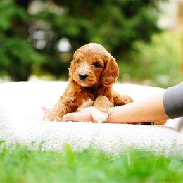 Reggie - Red  male Goldendoodle puppy in Washington from Doodle Love