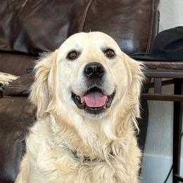 Willow - Golden Retriever