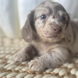 Finn - Dapple male Dachshund puppy in Bentonville, Arkansas from Boujee Buns Dachshunds