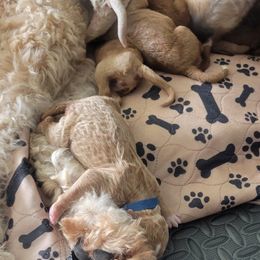 French Bulldog and Goldendoodle Puppies from Good Vibes Puppies