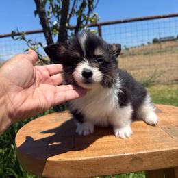 Boone - Black and tan male Pembroke Welsh Corgi puppy in Red Bluff, California from Wilder Ranch Corgis