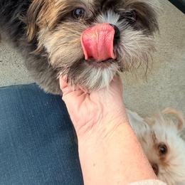 Jac - Shih Tzu