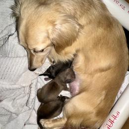 Boy 2 - Cream male Dachshund puppy in Rhode Island from FOSTERS FRENCHIES and DACHSHUNDS