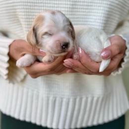 Cusco - Chalk male Australian Labradoodle puppy in Morgan Hill, California from Loving Labradoodle