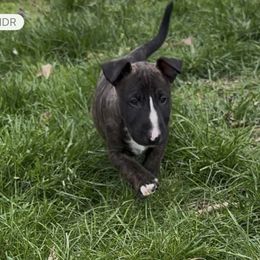 Bull Terrier Puppies from Lynn Hill Bull Terriers