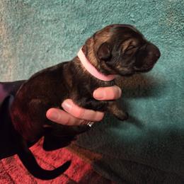 Girl 2 - female German Shepherd puppy in Dallas, Pennsylvania from Mountainside German Shepherds