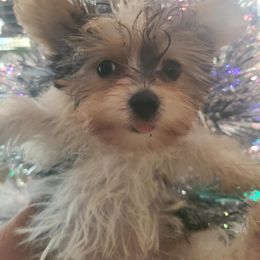 Yorkshire Terrier Puppies from Pampered Companions