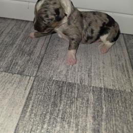 Pistachio - Blue merle female Aussiedoodle puppy in Lithia, Florida from Waterford Doodle Farm