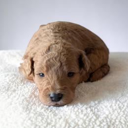 Biscuit - Red male Aussiedoodle puppy in Sparta, Missouri from Sis' Doodles & Poodles