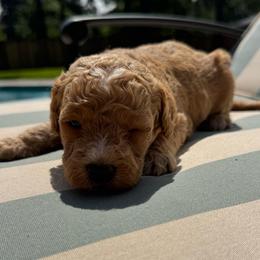 Boom - Apricot male Goldendoodle puppy in Shreveport, Louisiana from Cottage Doodles