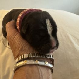 Zelda - Brindle female Boxer puppy in Bethel Park, Pennsylvania from Goodfella Boxers
