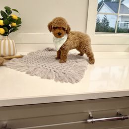 Pinot - Apricot male Goldendoodle puppy in Buford, Georgia from Petite Posh Puppies