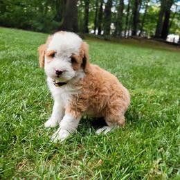 Hazel - Red female Bernedoodle puppy in Narvon, Pennsylvania from Beartown Doodles