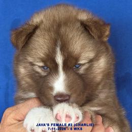 JAVA'S FEMALE 2 - Red and white female Siberian Husky puppy in Manilla, Iowa from Bruck's Siberian Huskies