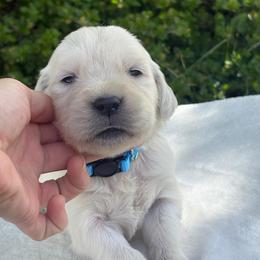 Turquoise Girl - Light golden female Golden Retriever puppy in Utah from Deseret Peak Goldens