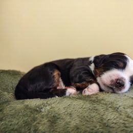 Bernedoodle and Bernese Mountain Dog Puppies from KEE Bernedoodles