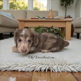 Rolly - Chocolate and cream male Dachshund puppy in Oklahoma City, Oklahoma from OkieDoxieland Dachshunds