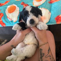 Poptart - Black and white male Cavapoo puppy in Blanchard, Oklahoma from Curly Q Cavapoos