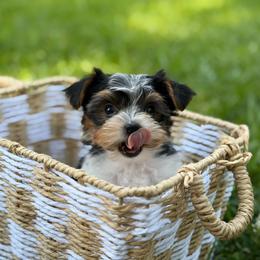 Hudson - Black tan and white male Biewer Terrier puppy in Liberty, Texas from Tiny Yorkshire pups