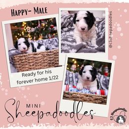 Happy - Black and white Sheepadoodle puppy in Bloomfield, New Jersey from C3 Sheepadoodles