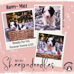 Happy - Black and white Sheepadoodle puppy in Bloomfield, New Jersey from C3 Sheepadoodles