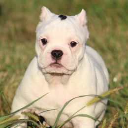 Female 1 - female Shorty Bull puppy in Xenia, Ohio from Bingham's Bulldogs LLC