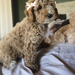 Bernedoodle puppies from 4goldendoodles