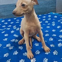 Fiorella - Fawn female Italian Greyhound puppy in Duncanville, Texas from Oremor's