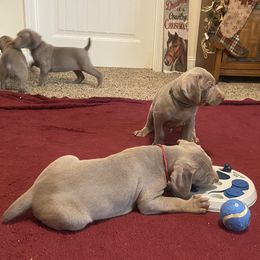 Weimaraner Puppies from K&K Weimaraners