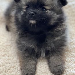 Pomeranian Puppies from Park Avenue Poms