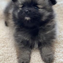 Pomeranian Puppies from Park Avenue Poms