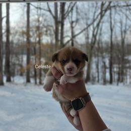 Celeste - Red and white female American Corgi puppy in Centerville, Tennessee from Katerina's American Corgis