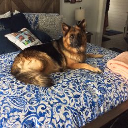 German Shepherd All Grown Up from Latti’s German Shepherds