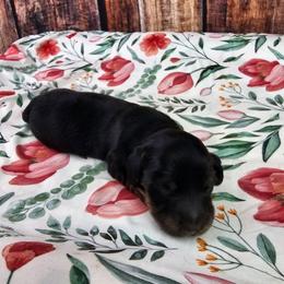 Joy - Black and tan female Dachshund puppy in Malad City, Idaho from Mountain Sage Dachshunds