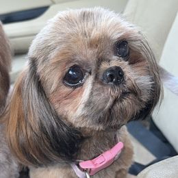 Rumble - Shih Tzu