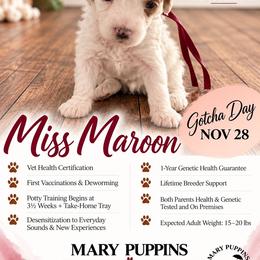Mr Maroon - Buff and white male Cockapoo puppy in Tampa, Florida from Mary Puppins
