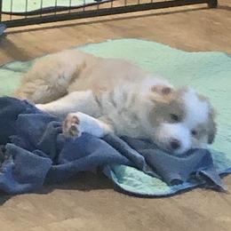 Border Collie Puppies from Cahill’s Canines