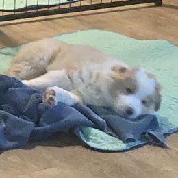 Border Collie Puppies from Cahill’s Canines