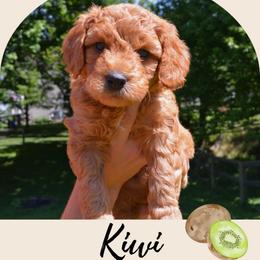 Kiwi - Apricot male Goldendoodle puppy in Batavia, Ohio from Cozy Cove Goldendoodles